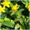 Hypericum calycinum Goldgelbe Srga virg rkzld orbncf