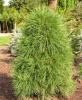 Pinus sylvestris Globosa Viridis Trpe gmb erdei feny