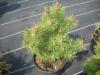 Pinus sylvestris Rita Trpe gmb erdei feny