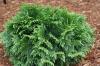 Thuja plicata Grne Kugel Trpe gmb ris tuja