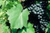 Vitis vinifera Szl bor szabadgyker Kkfrankos
