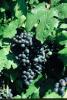 Vitis vinifera Szl bor szabadgyker Merlot