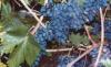 Vitis vinifera Szl bor szabadgyker Nr