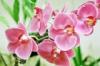 Orchidea s bromlia killts a Magyar Mezgazdasgi Mzeumban 2013 11 15 2013 11 17