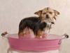 Chihuahua kutyus bevtel frdkd ll rzsaszn frdkd