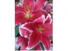 LILIOM CSEREPES