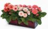 A gerbera korbban elssorban mint vgott virg volt ismert s kzkedvelt manapsg egyre npszerbb