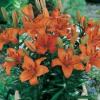 Trpe zsiai liliom Lilium Abbeville