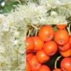 Madrberkenye virg s terms Sorbus aucuparia
