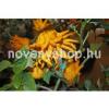 Citrus medica Digitata Buddha keze citrom ujjas citrom 30 40 cm