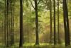 Autumn Forest poszter fottapta