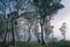 Fantasy Forest poszter
